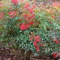 Nandina Shrub Live Plant in Quart Pot E751