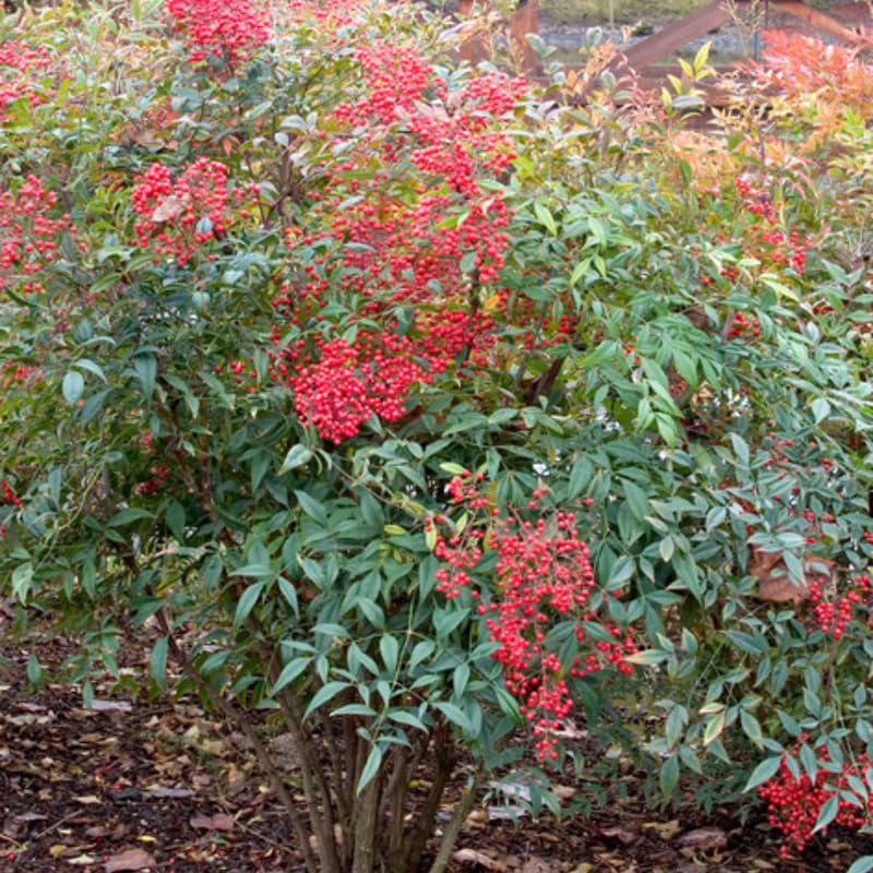 Nandina Shrub Live Plant in Quart Pot E751
