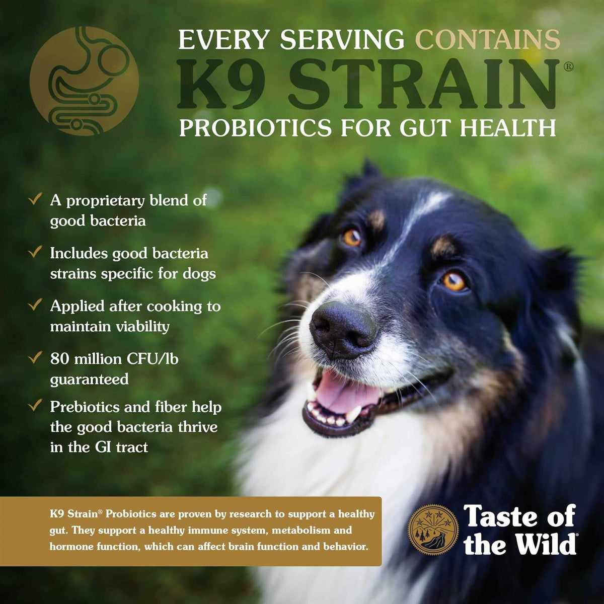 Roasted Lamb Dog Food J3712