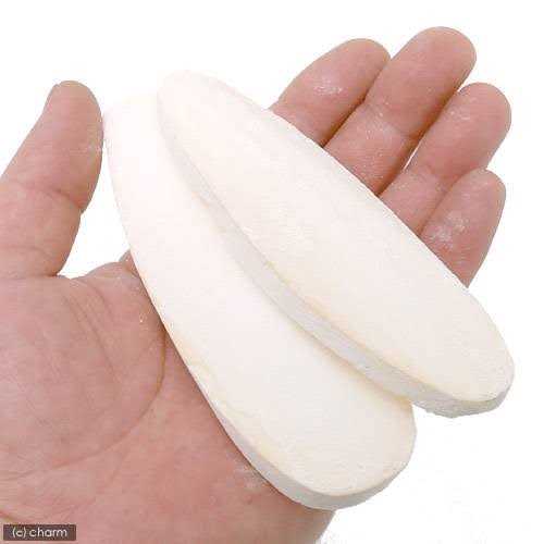 Turtle Bone T762