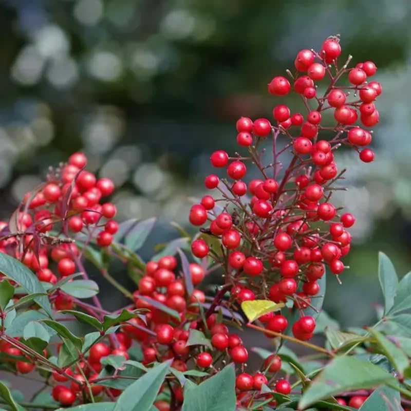Nandina Shrub Live Plant in Quart Pot E751